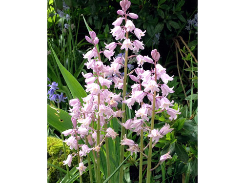 Orbloom20
