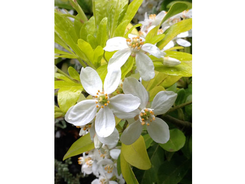 Orbloom22