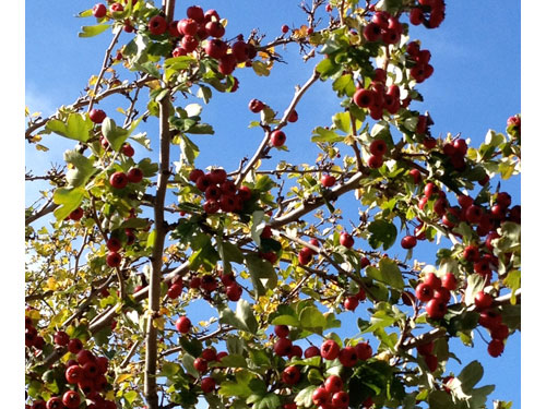 Colorfall11