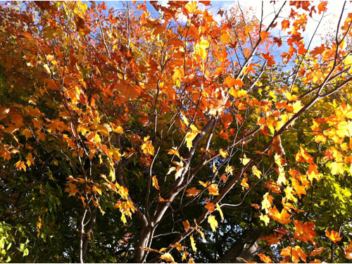 Fallcolor02