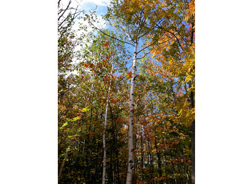 Fallcolor07