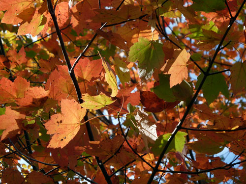 Fallcolor12