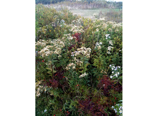 Fallcolor13