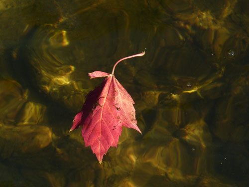 Fallcolor15