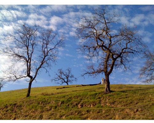 Vineyardwalk01
