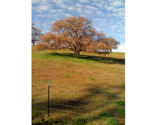 Vineyardwalk04