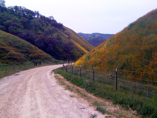 Vineyardwalk06