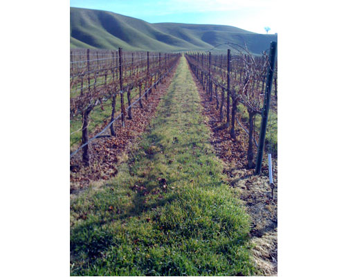Vineyardwalk08