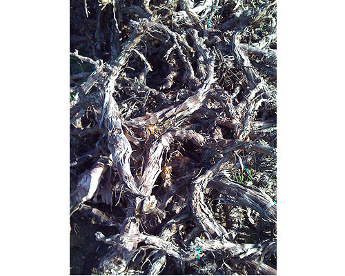 Vineyardwalk09