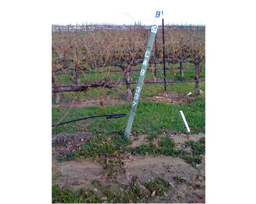 Vineyardwalk11