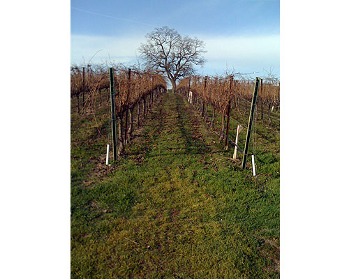 Vineyardwalk13