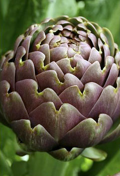artichoke_graphic_mattbites.jpg