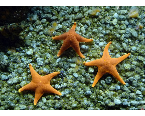 Monterey 5