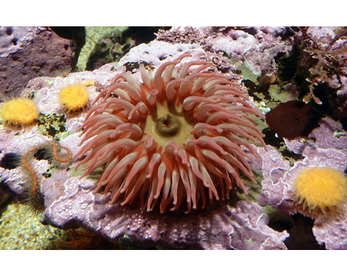 Monterey 8