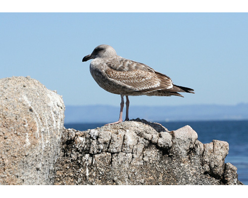 Monterey 9