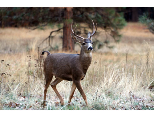 Yosemite07