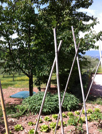 our-cherry-tree
