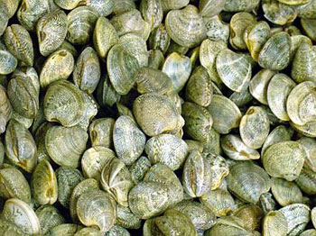 vongole-veraci.jpg
