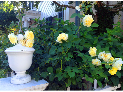 Edgartown06