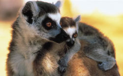 madagascar-1.jpg