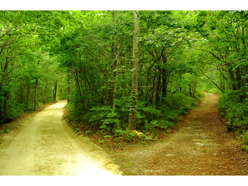 marthasvineyard04.jpg