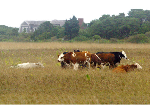 Marthasvineyard06