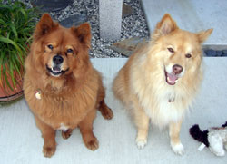 dogs.jpg