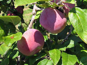 apples.jpg