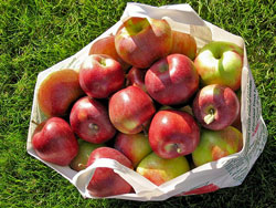 apples2.jpg