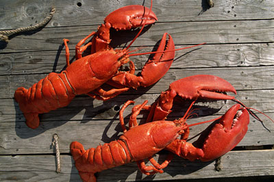 lobsters