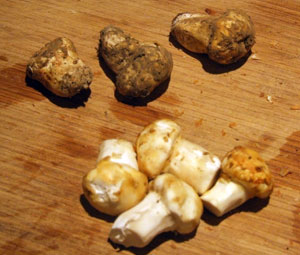 matsutake-001.jpg