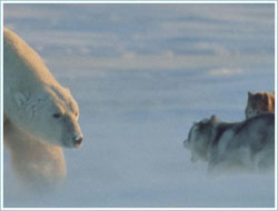 polar1.jpg