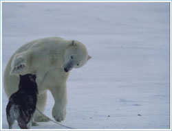 polar2.jpg
