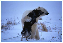 polar3.jpg