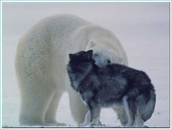 polar4.jpg