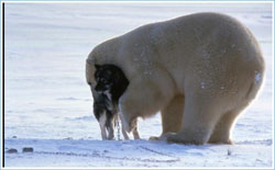polar5.jpg