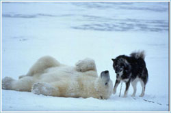 polar6.jpg