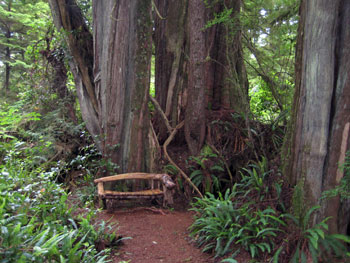 enchanted-forest.jpg