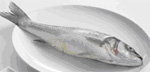 fish.jpg
