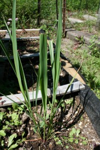 bluegrass-zucchini-muffins-004b-200x300