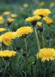 dandelion.jpg
