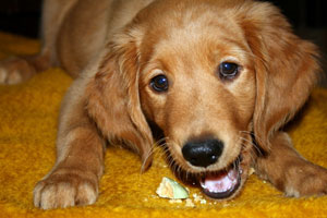 gracie_9_weeks_old.jpg