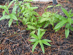 lemon_verbena_frozen_custard_011.jpg