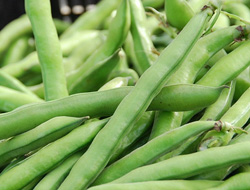favabeans.jpg