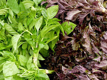 purplebasil.jpg