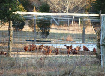 chickens