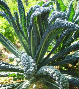 kaleground