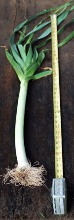 leeks.jpg