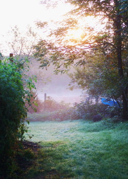 next-mist_1.jpg