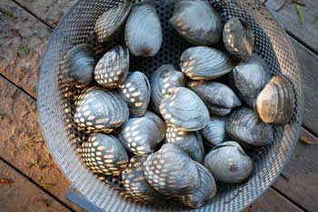 quahogs